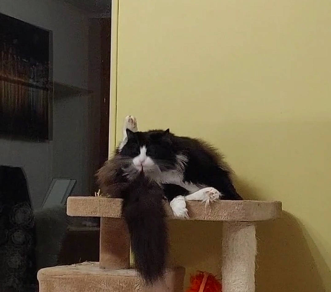 Uby a rejoint le concours — aidez-le/la à gagner de superbes lots ! box, cardboard, carnivore, carton, cat, cat_supply, comfort, felidae, fur, hardwood, packaging_and_labeling, room, shipping_box, small_to_medium_sized_cats, tail, whiskers, window, wood