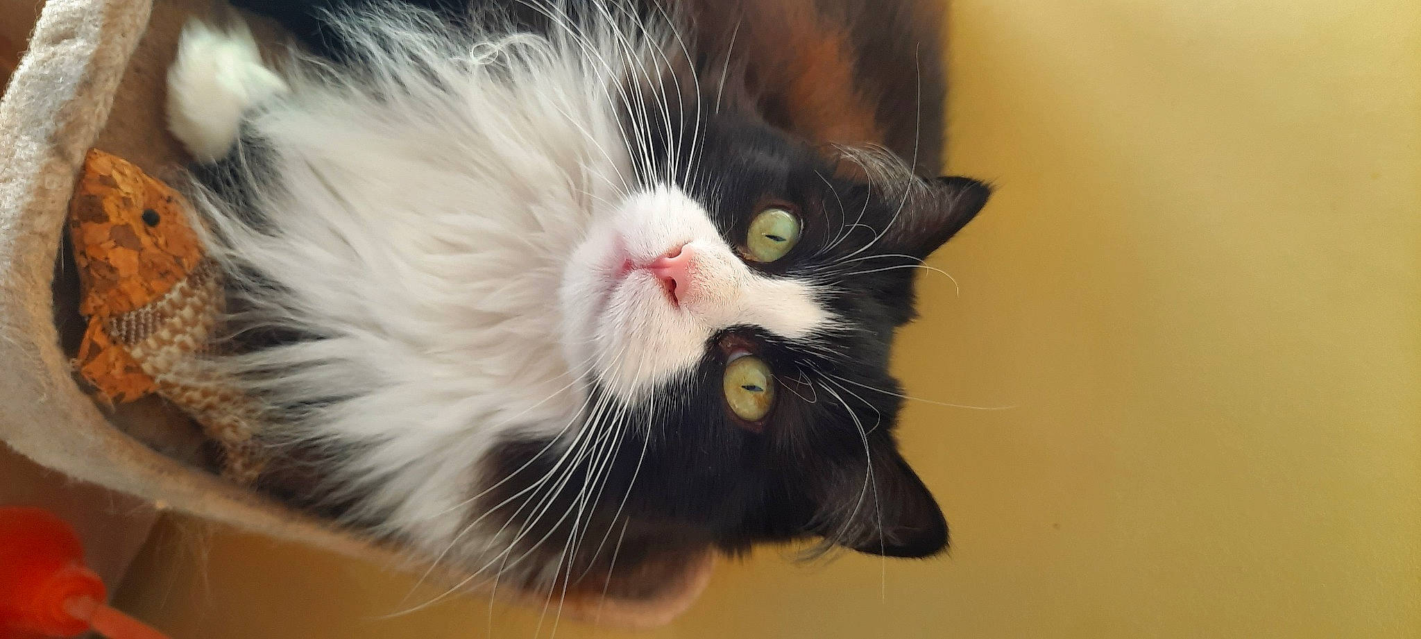 Uby a rejoint le concours — aidez-le/la à gagner de superbes lots ! carnivore, cat, claw, domestic_short_haired_cat, felidae, flooring, fur, paw, small_to_medium_sized_cats, snout, tail, whiskers