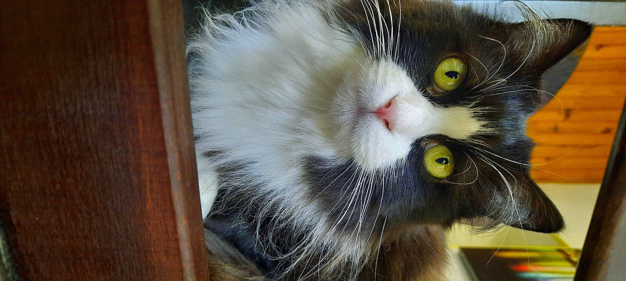 Uby a rejoint le concours — aidez-le/la à gagner de superbes lots ! carnivore, cat, claw, domestic_short_haired_cat, felidae, fur, hardwood, iris, paw, plant, small_to_medium_sized_cats, snout, tail, terrestrial_animal, whiskers, window, wood