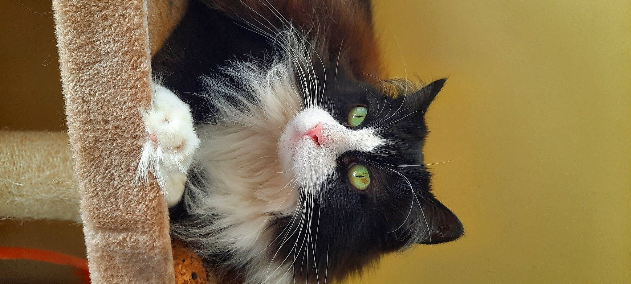 Uby participe au concours pour gagner de l'argent avec cette photo : black_cat, carnivore, cat, claw, collar, domestic_short_haired_cat, eye, felidae, fur, grass, iris, paw, plant, small_to_medium_sized_cats, snout, tail, tree, whiskers, window