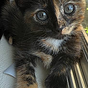 Pepper is registered to the contest to win money with this photo: kitten, cat, tortoiseshell, window, paw, fur, animal, pet, curious, closeup, cute, resting, indoors, sunlight, whiskers, ears, face, young, small, feline