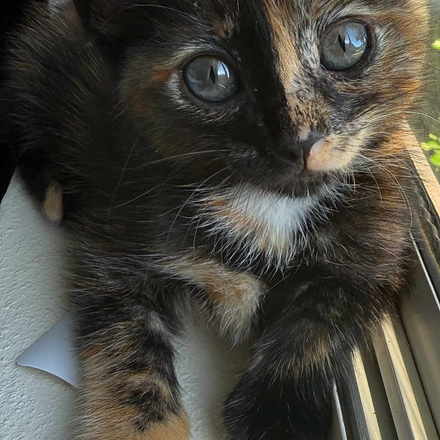 Pepper is registered to the contest to win money with this photo: kitten, cat, tortoiseshell, window, paw, fur, animal, pet, curious, closeup, cute, resting, indoors, sunlight, whiskers, ears, face, young, small, feline