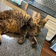 Buddy is registered to the contest to win money with this photo: cat, tabby, fluffy, pet, animal, kitchen, countertop, domestic, fur, whiskers, eyes, relaxed, indoor, cabinet, appliance, floor, tile, curious, laying, household