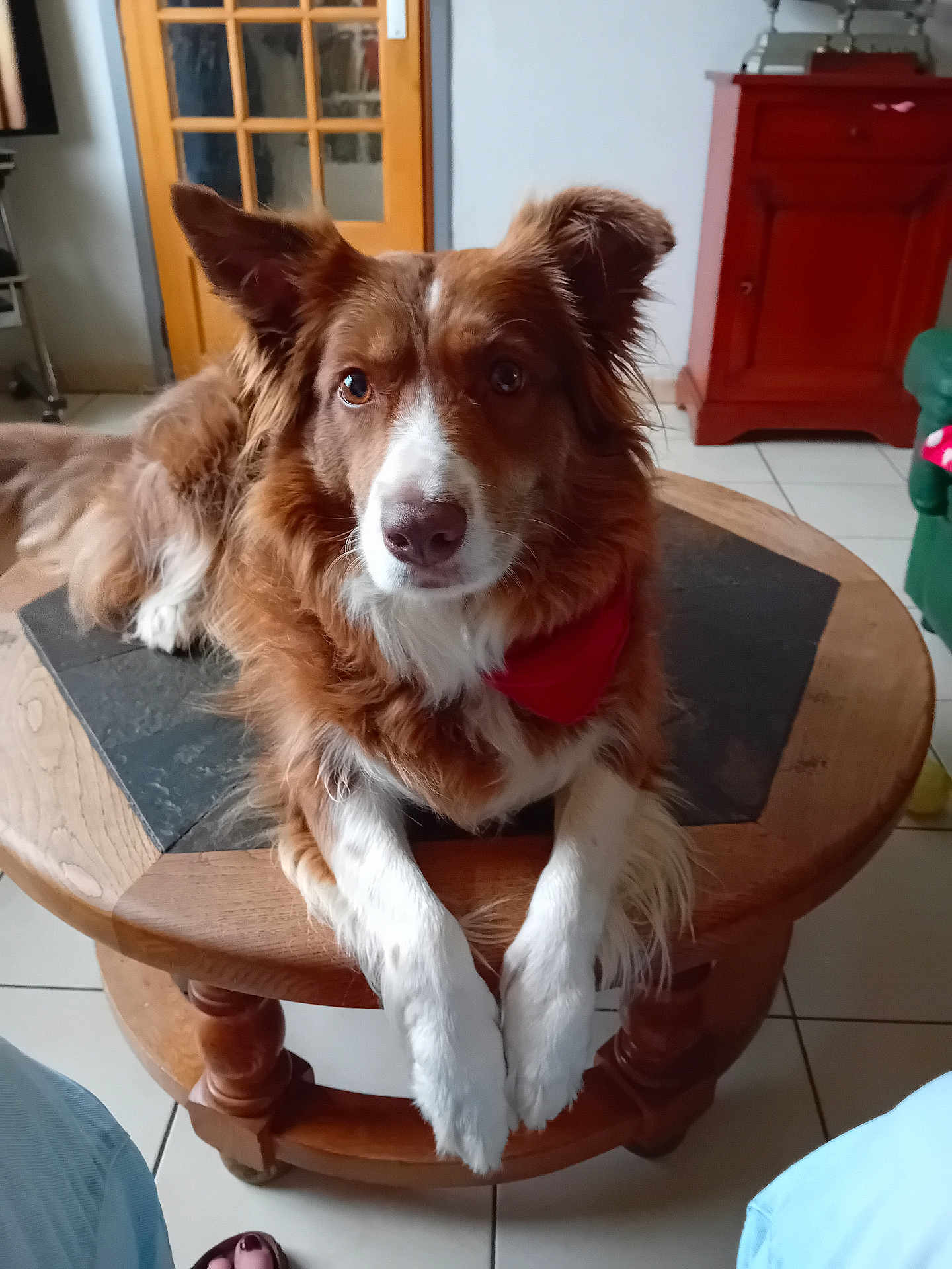 Nuts participe au concours pour gagner de l'argent avec cette photo : animal, brown_dog, cabinet, cozy, dog, domestic, door, ears, fur, household, indoor, living_room, looking_at_camera, pet, red_bandana, sitting, table_leg, tiled_floor, white_paws, wooden_table