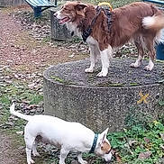 Nuts a rejoint le concours — aidez-le/la à gagner de superbes lots ! bench, brown_dog, canine, collar, daytime, dog, fur, grass, leaves, moss, nature, outdoor, park, pet, playful, sniffing, standing, stone_platform, walking, white_dog