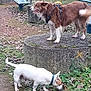 bench, brown_dog, canine, collar, daytime, dog, fur, grass, leaves, moss, nature, outdoor, park, pet, playful, sniffing, standing, stone_platform, walking, white_dog