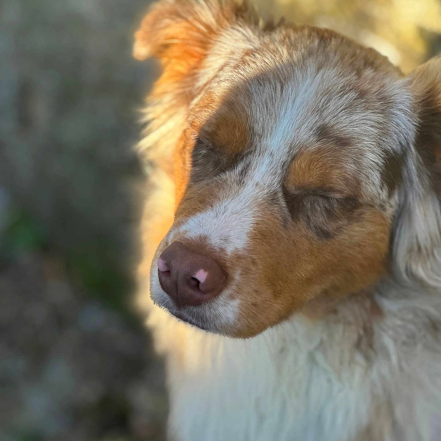Zeus