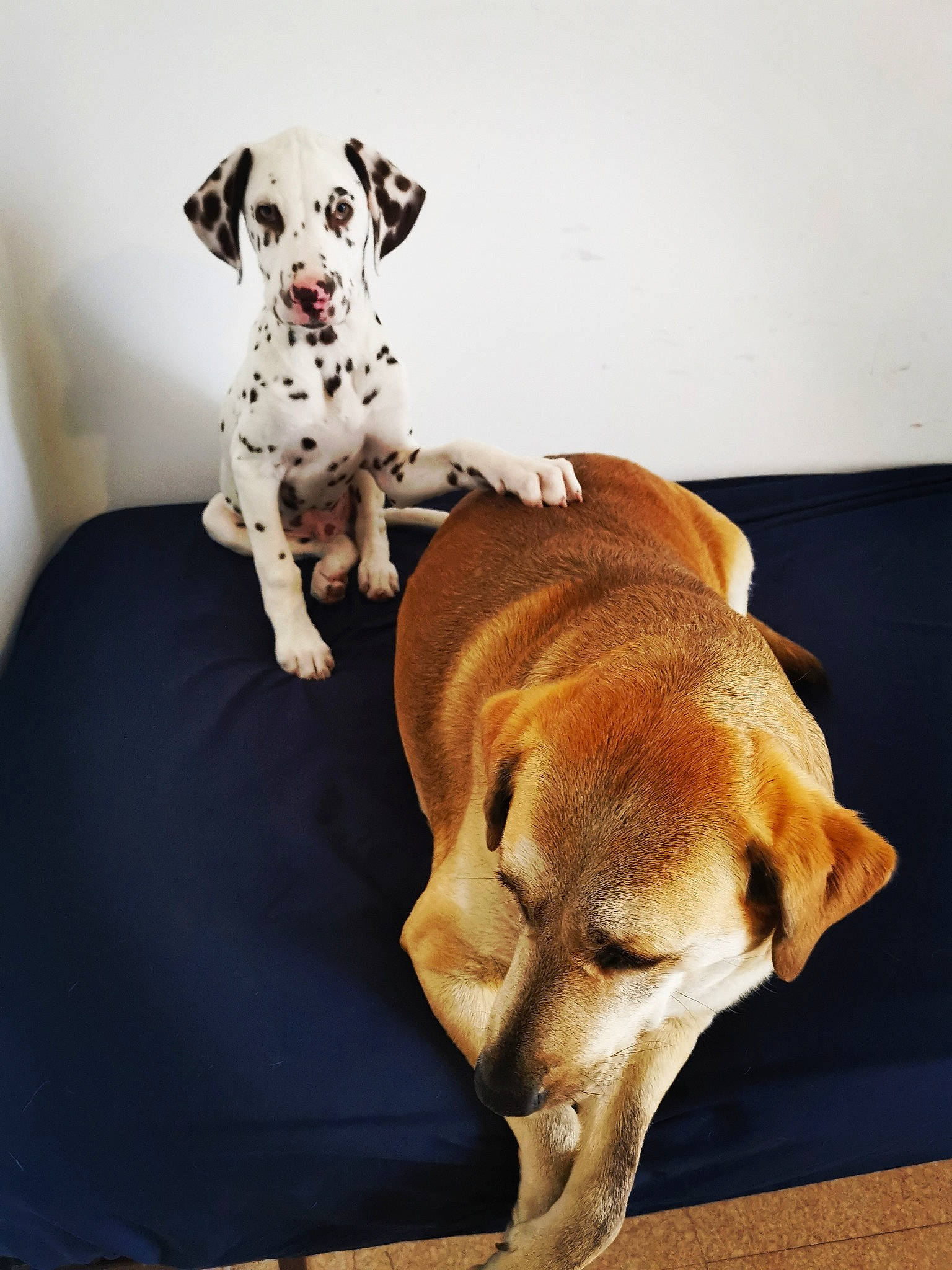 Mona Et Pixel participe au concours pour gagner de l'argent avec cette photo : canidae, carnivore, companion_dog, dalmatian, dog, dog_breed, fawn, great_dane, labrador_retriever, linens, mammal, non_sporting_group, paw, pointer, puppy, snout, sporting_group, vertebrate