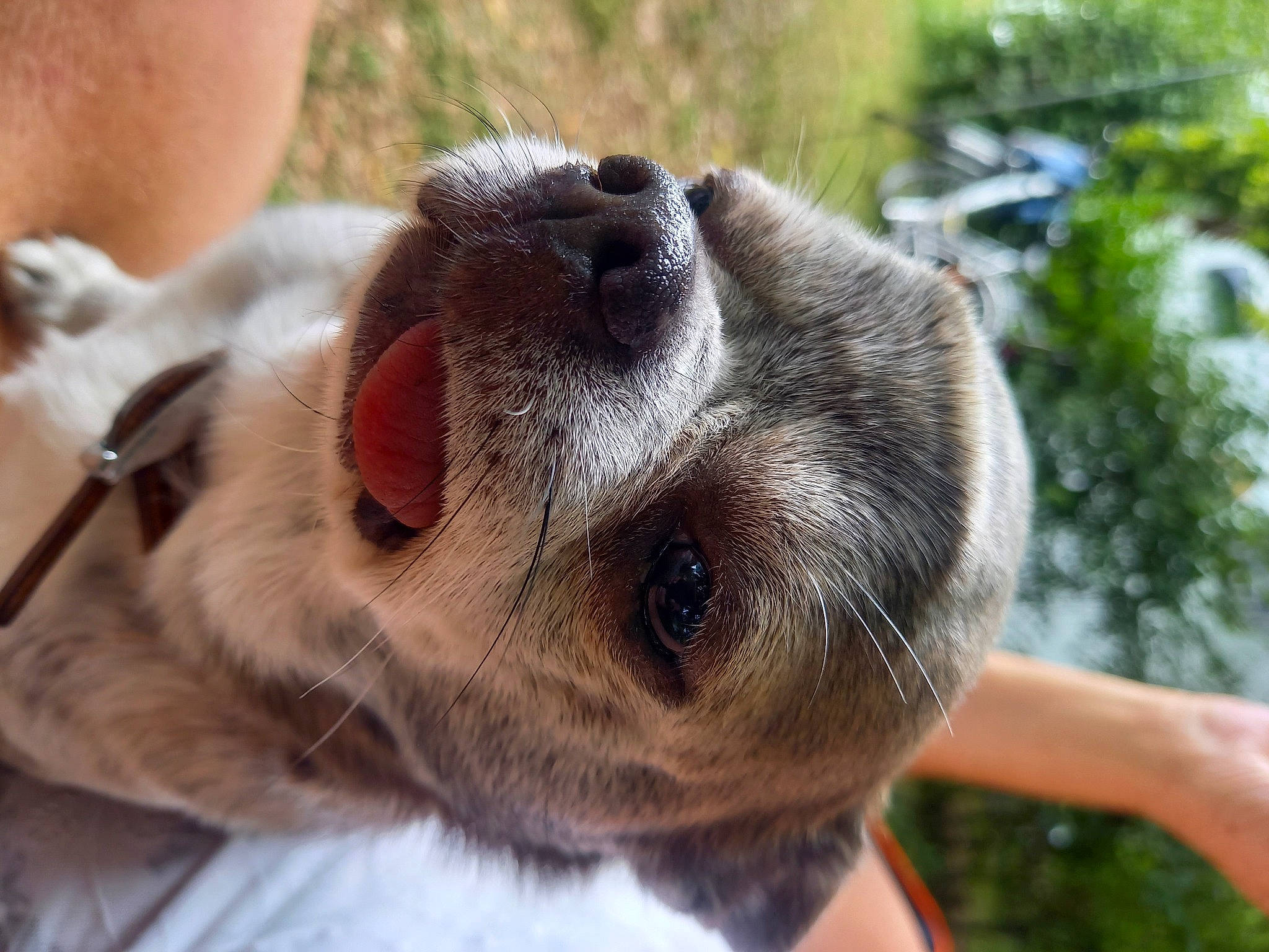 Looping a rejoint le concours — aidez-le/la à gagner de superbes lots ! canidae, carnivore, collar, companion_dog, dog, dog_breed, dog_collar, ear, fawn, fur, grass, liver, paw, pet_supply, plant, snout, sporting_group, terrestrial_animal, whiskers, working_animal