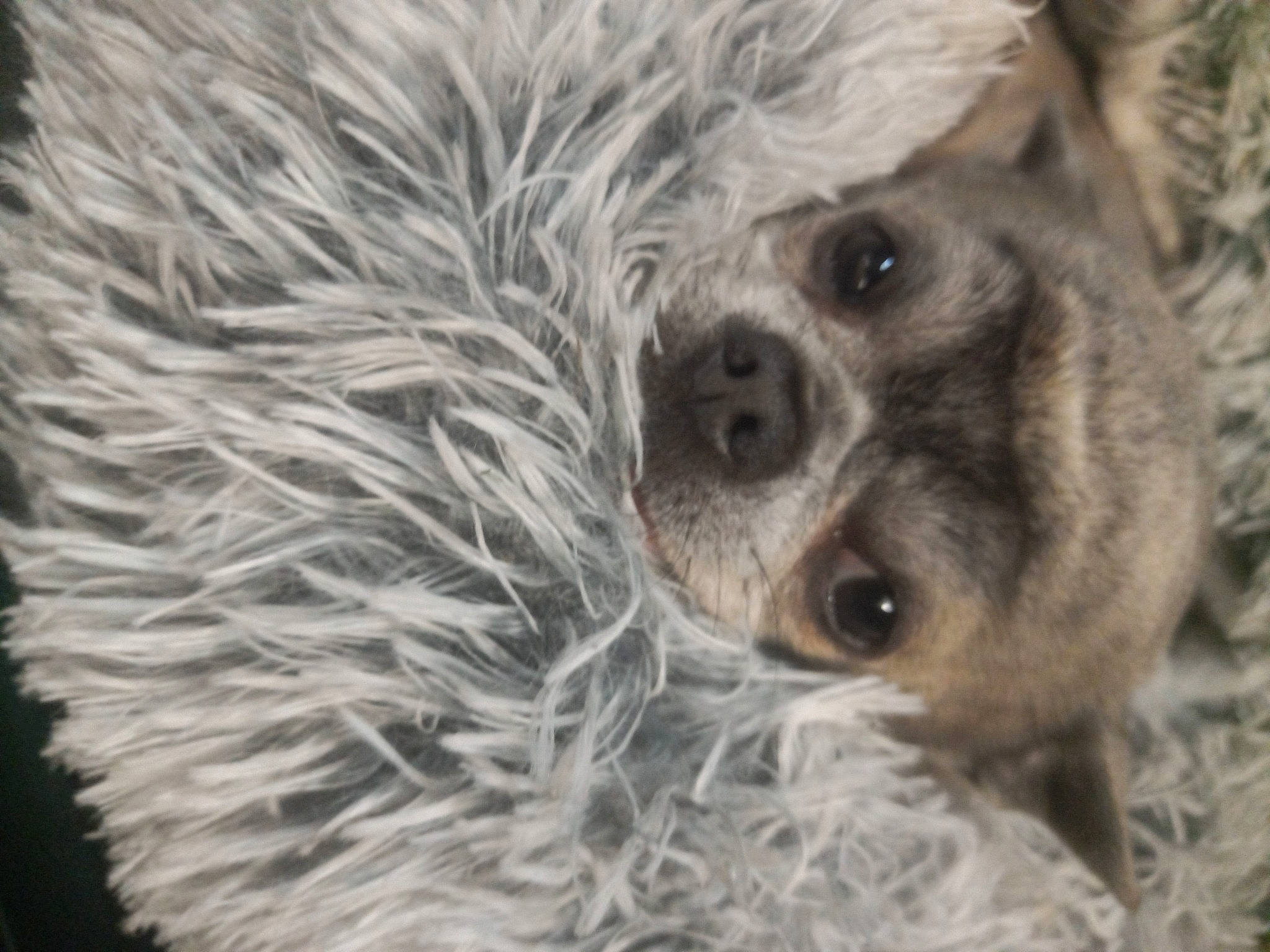 Looping participe au concours pour gagner de l'argent avec cette photo : canidae, carnivore, close_up, companion_dog, dog_breed, fur, grass, organism, sloth, snout, sporting_group, terrestrial_animal, three_toed_sloth, two_toed_sloth, whiskers, wildlife