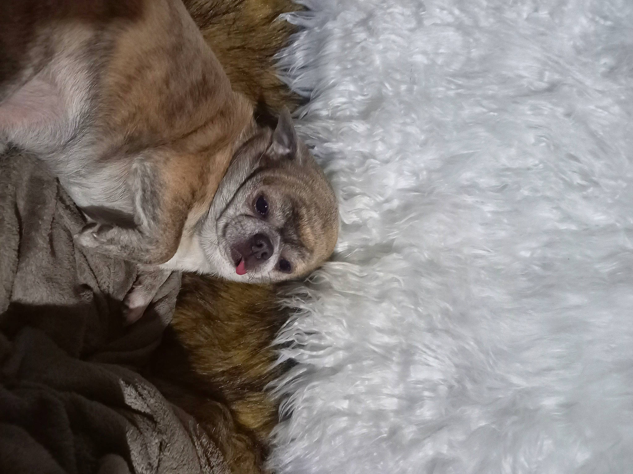 Looping a rejoint le concours — aidez-le/la à gagner de superbes lots ! canidae, carnivore, claw, companion_dog, dog, dog_breed, fawn, fur, liver, paw, snout, spaniel, sporting_group, tail, terrestrial_animal, water, whiskers, working_animal, wrinkle