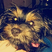Xena a rejoint le concours — aidez-le/la à gagner de superbes lots ! affenpinscher, bolonka, cairn_terrier, canidae, carnivore, dog, dog_breed, mammal, miniature_schnauzer, morkie, puppy, rare_breed_dog, schnoodle, small_terrier, snout, sporting_group, terrier, toy_dog, wirehaired_pointing_griffon
