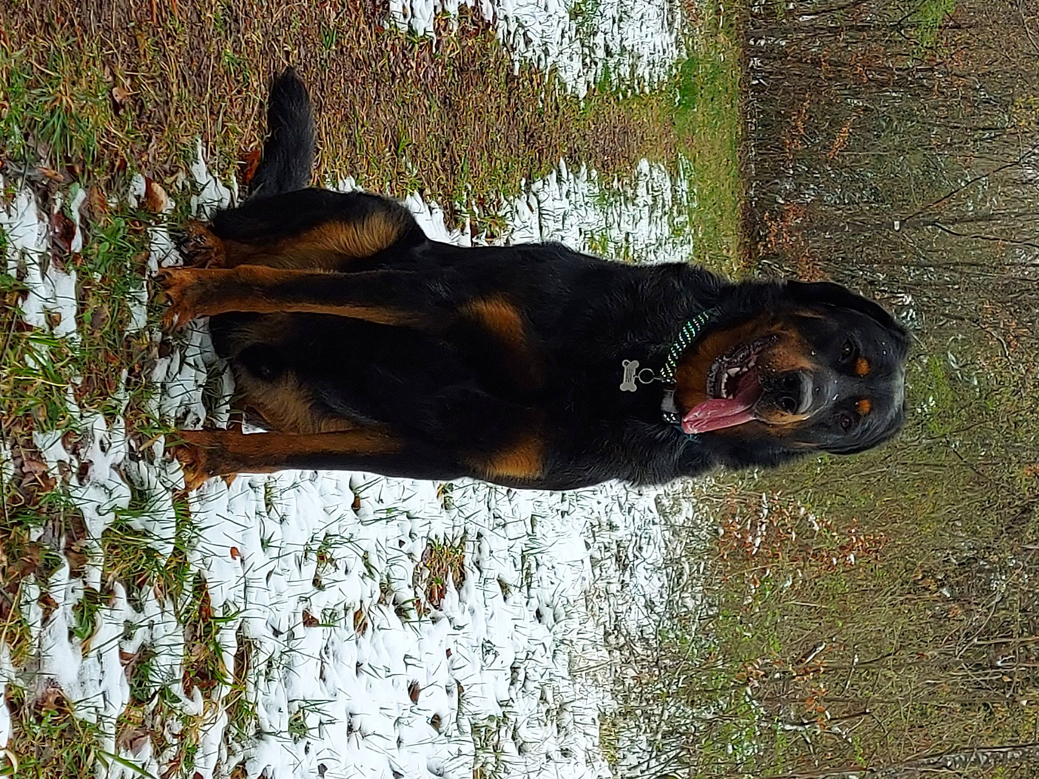 Joker participe au concours pour gagner de l'argent avec cette photo : canidae, carnivore, dog, dog_breed, fawn, grass, guard_dog, liver, people_in_nature, plant, reflection, snout, sporting_group, sunglasses, tail, tree, trunk, water, wood, working_animal