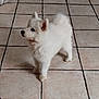 Atlas a rejoint le concours — aidez-le/la à gagner de superbes lots ! puppy, dog, white, indoor, tile_floor, pet_bed, young_dog, fluffy, blue_eyes, standing, pet, animal, cute, fur, ears, tail, small_dog, domestic, floor, house