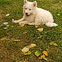 Atlas a rejoint le concours — aidez-le/la à gagner de superbes lots ! puppy, dog, white_dog, grass, outdoor, autumn, leaves, blue_eyes, cute, young_dog, animal, pet, nature, lying_down, fur, canine, happy, playful, mammal, summer