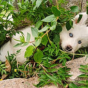 Atlas a rejoint le concours — aidez-le/la à gagner de superbes lots ! animal, blue_eyes, curious, cute, dog, ears, explorer, fur, greenery, hidden, leaves, nature, outdoor, pet, plants, puppy, rocks, snout, white_fur, young