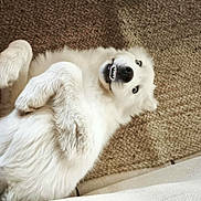 Atlas a rejoint le concours — aidez-le/la à gagner de superbes lots ! animal, blue_eyes, canine, carpet, cute, dog, fluffy, funny_face, fur, home, indoors, lying_down, paw, pet, playful, relaxed, smiling, teeth, texture, white_dog