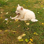 Atlas a rejoint le concours — aidez-le/la à gagner de superbes lots ! puppy, dog, grass, outdoor, leaf, nature, animal, pet, white, fluffy, young, laying_down, happy, playful, summer, green, yellow, canine, cute, resting