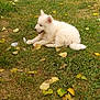 puppy, dog, grass, outdoor, leaf, nature, animal, pet, white, fluffy, young, laying_down, happy, playful, summer, green, yellow, canine, cute, resting