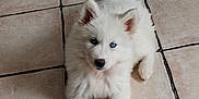 Atlas a rejoint le concours — aidez-le/la à gagner de superbes lots ! puppy, dog, white_fur, blue_eyes, pet, animal, cute, lying_down, tile_floor, indoors, young_dog, fluffy, small_dog, canine, fur, adorable, looking_up, domestic_animal, companion, friendly