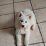 puppy, dog, white_fur, blue_eyes, pet, animal, cute, lying_down, tile_floor, indoors, young_dog, fluffy, small_dog, canine, fur, adorable, looking_up, domestic_animal, companion, friendly