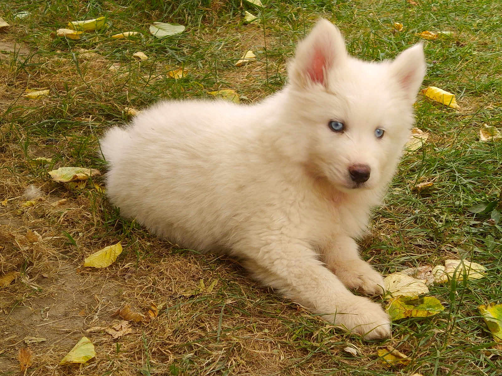 Atlas participe au concours pour gagner de l'argent avec cette photo : puppy, dog, white_fur, blue_eyes, grass, outdoor, animal, young, cute, pet, nature, fall_leaves, lying_down, canine, fur, adorable, mammal, small, resting, curious