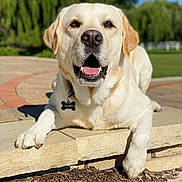 Jack is registered to the contest to win money with this photo: animal, canine, collar, daylight, dog, grass, greenery, happy, labrador, mammal, name_tag, nature, outdoor, park, pet, smiling, stone_ledge, sunny, tongue_out, yellow_labrador