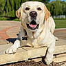 animal, canine, collar, daylight, dog, grass, greenery, happy, labrador, mammal, name_tag, nature, outdoor, park, pet, smiling, stone_ledge, sunny, tongue_out, yellow_labrador