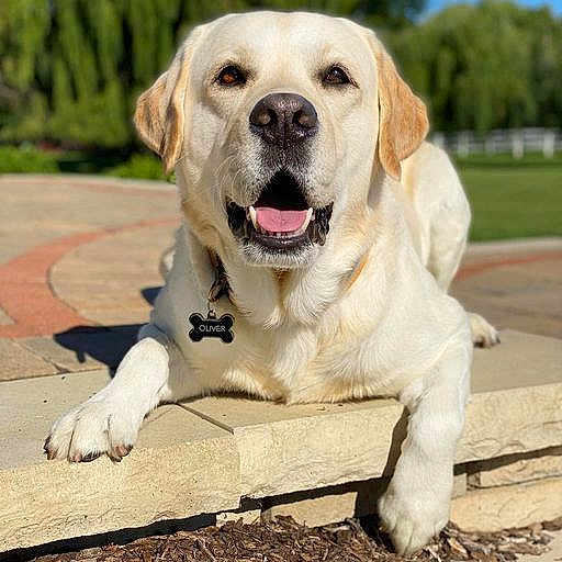 Jack is registered to the contest to win money with this photo: animal, canine, collar, daylight, dog, grass, greenery, happy, labrador, mammal, name_tag, nature, outdoor, park, pet, smiling, stone_ledge, sunny, tongue_out, yellow_labrador