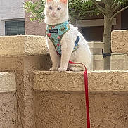 Philip joined the competition — help win amazing prizes! animal, building, calm, cat, curious, daytime, domestic_cat, feline, harness, leash, nature, outdoor, pet, portrait, sitting, sunlight, texture, tree, wall, white_cat