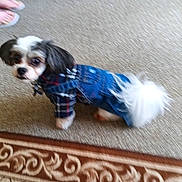 Snowball is registered to the contest to win money with this photo: animal, blurry, carpet, clothing, curious, cute, denim_overalls, dog, domestic, floor, footwear, fur, home, indoor, looking, pet, plaid_shirt, small_dog, standing, tail
