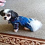 animal, blurry, carpet, clothing, curious, cute, denim_overalls, dog, domestic, floor, footwear, fur, home, indoor, looking, pet, plaid_shirt, small_dog, standing, tail