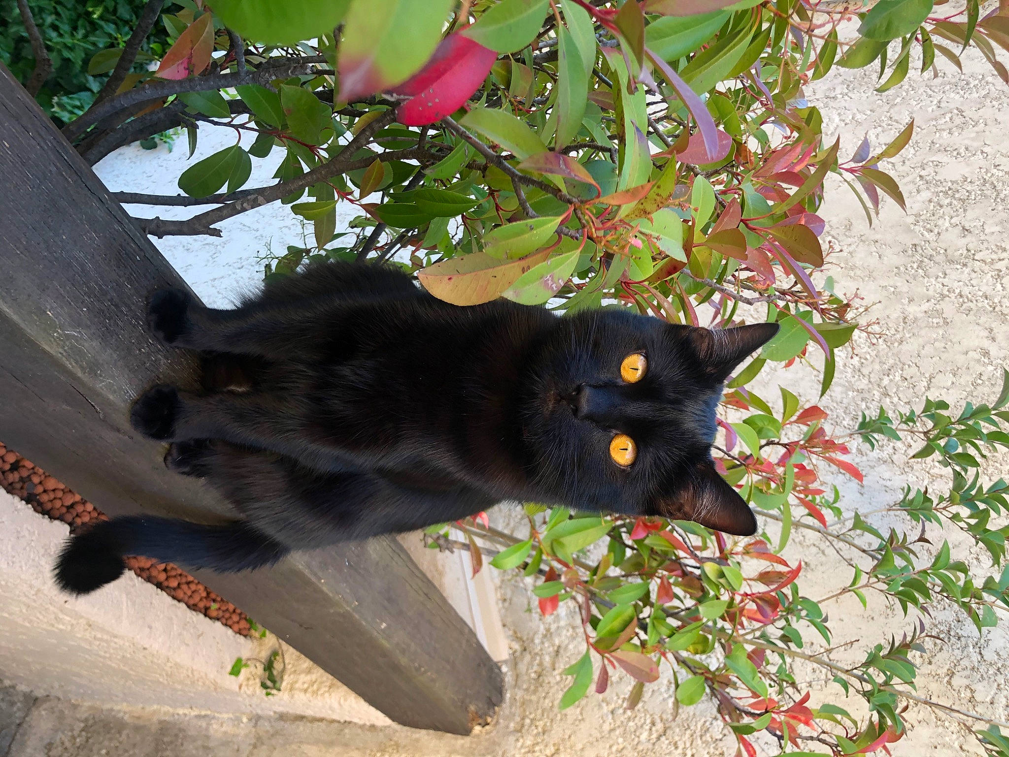 Freddy a rejoint le concours — aidez-le/la à gagner de superbes lots ! black_cat, bombay, branch, carnivore, cat, domestic_short_haired_cat, felidae, flower, flowering_plant, fur, grass, plant, shadow, small_to_medium_sized_cats, snout, tail, tints_and_shades, tree, twig, whiskers