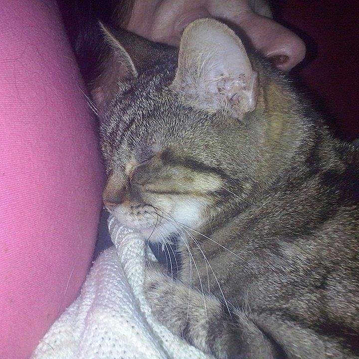 Mimine