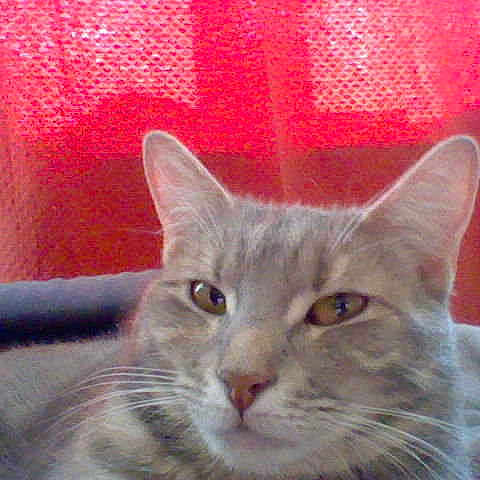 Milly