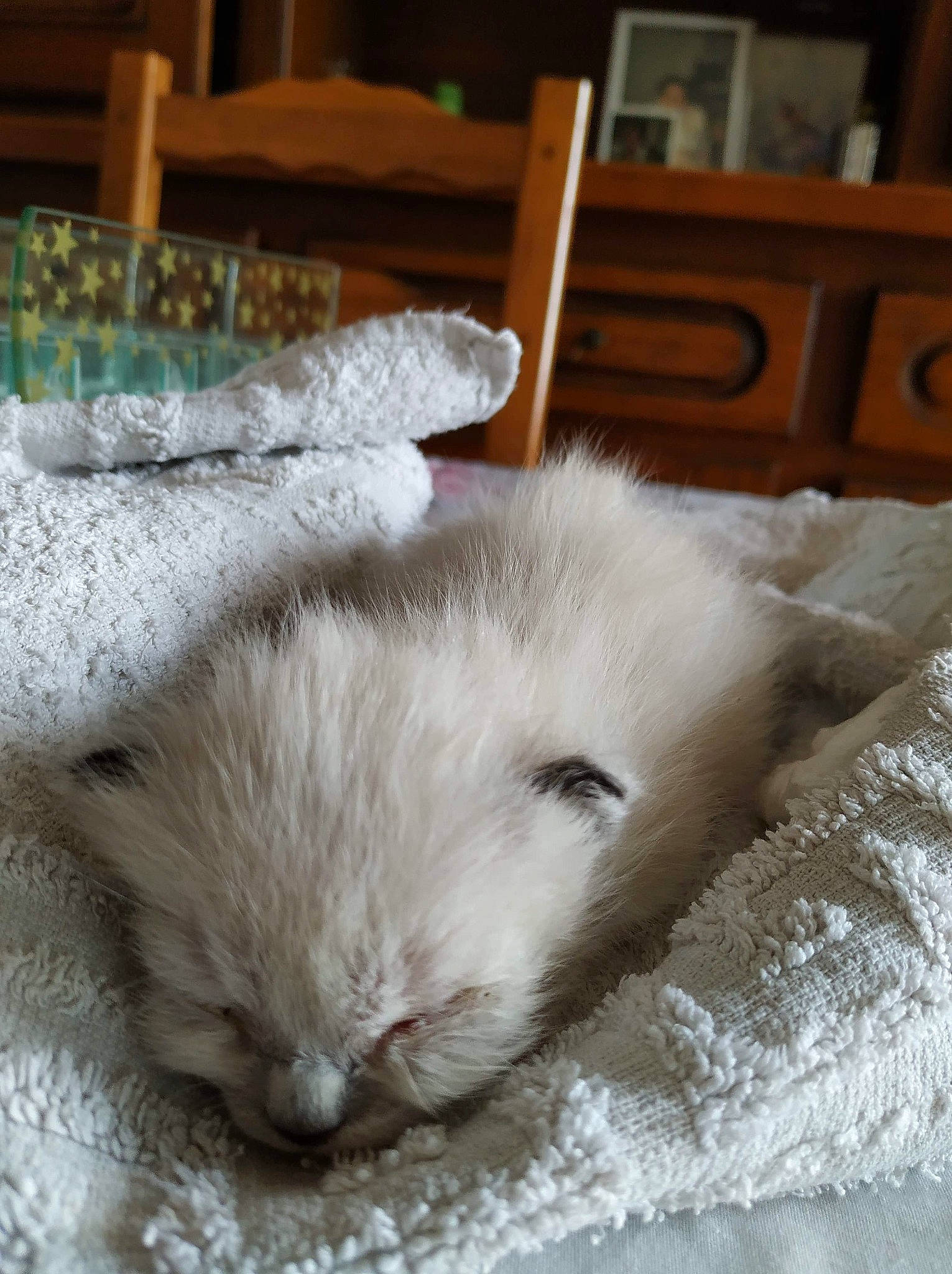 Oreo a rejoint le concours — aidez-le/la à gagner de superbes lots ! burmilla, carnivore, cat, fawn, felidae, fur, rabbits_and_hares, ragdoll, small_to_medium_sized_cats, whiskers