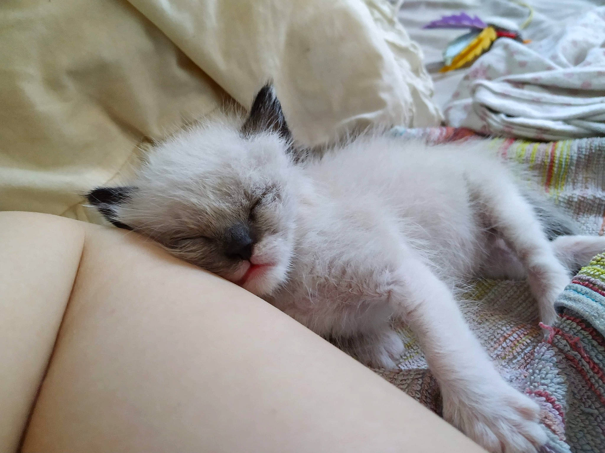 Oreo a rejoint le concours — aidez-le/la à gagner de superbes lots ! asian, balinese, birman, british_semi_longhair, burmilla, carnivore, cat, claw, colorpoint_shorthair, fawn, felidae, fur, kitten, mammal, nap, ojos_azules, ragdoll, small_to_medium_sized_cats, vertebrate, whiskers