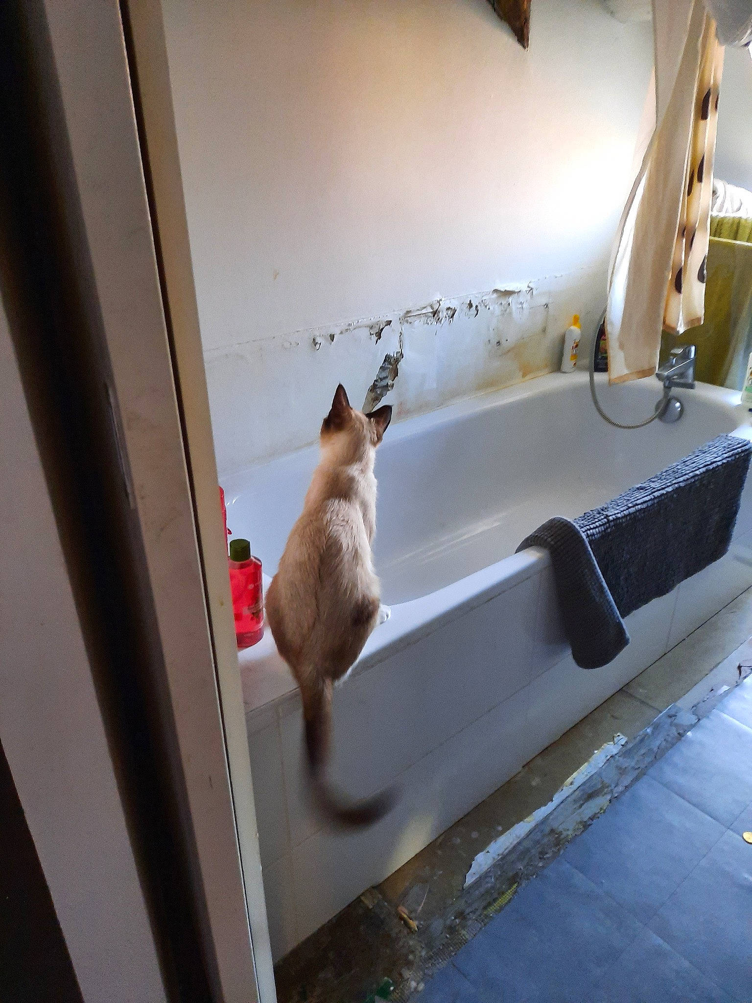 Oreo participe au concours pour gagner de l'argent avec cette photo : bathroom, carnivore, cat, felidae, interior_design, kitten, room, sink, small_to_medium_sized_cats, table, tail, tonkinese, whiskers