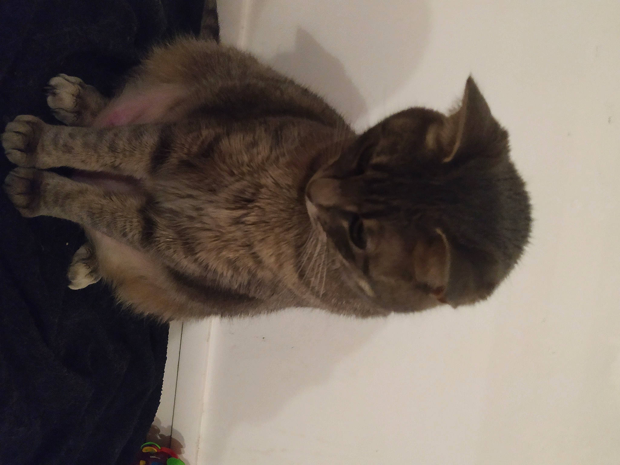 Lili participe au concours pour gagner de l'argent avec cette photo : asian, carnivore, cat, domestic_short_haired_cat, dragon_li, ear, european_shorthair, felidae, fur, paw, polydactyl_cat, small_to_medium_sized_cats, snout, tabby_cat, tail, whiskers