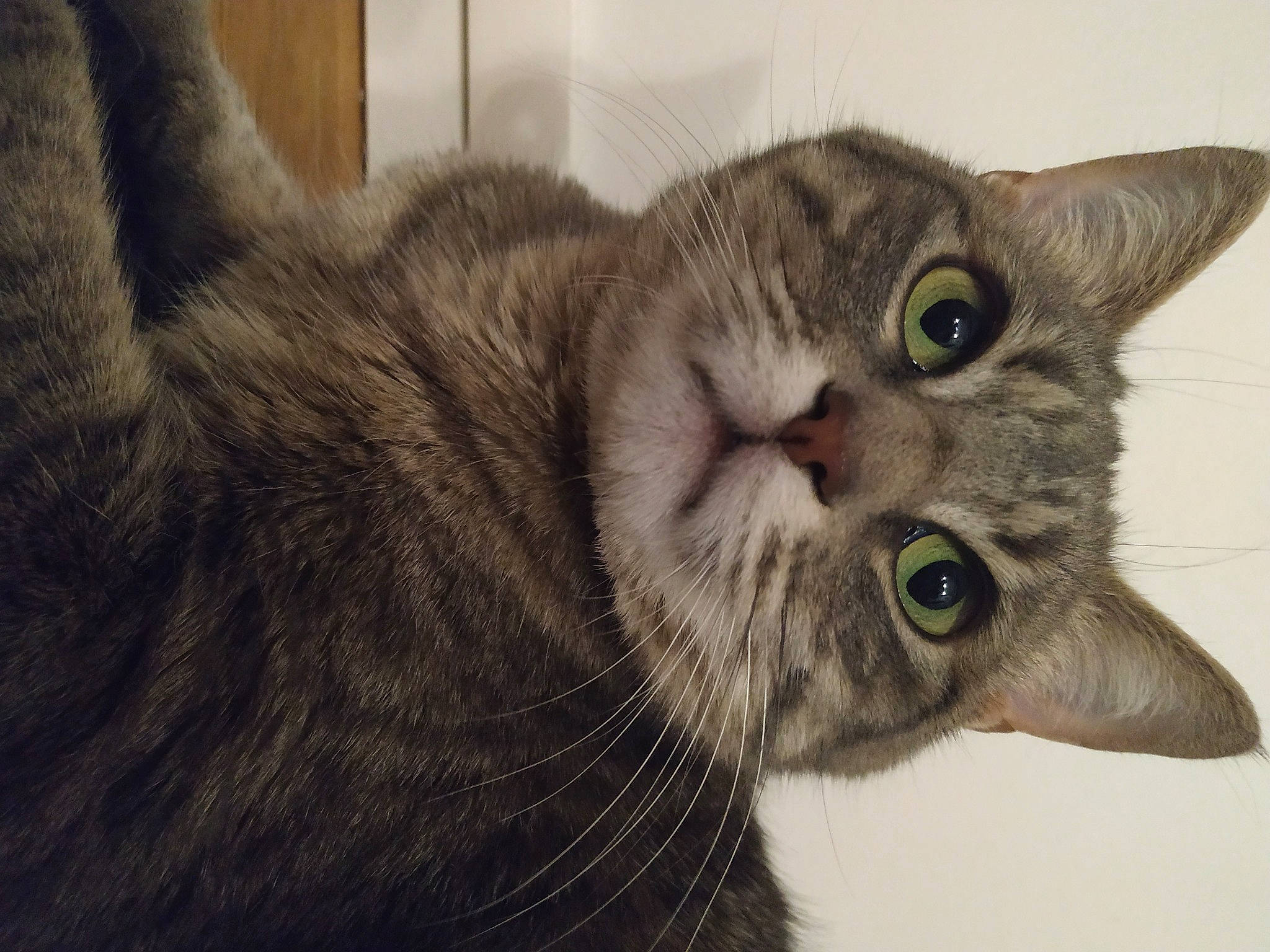 Lili participe au concours pour gagner de l'argent avec cette photo : american_shorthair, american_wirehair, asian, australian_mist, british_semi_longhair, carnivore, cat, domestic_short_haired_cat, dragon_li, ear, european_shorthair, eye, felidae, fur, mammal, small_to_medium_sized_cats, snout, tabby_cat, vertebrate, whiskers