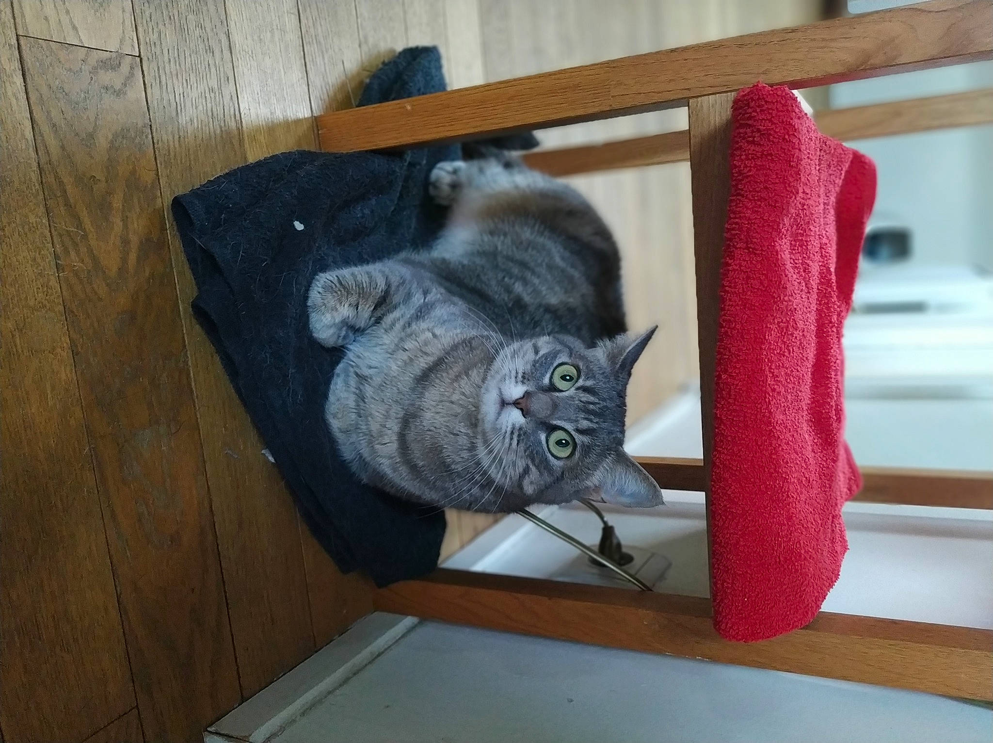 Lili participe au concours pour gagner de l'argent avec cette photo : british_shorthair, carnivore, cat, chartreux, domestic_short_haired_cat, felidae, kitten, korat, russian_blue, small_to_medium_sized_cats, wood