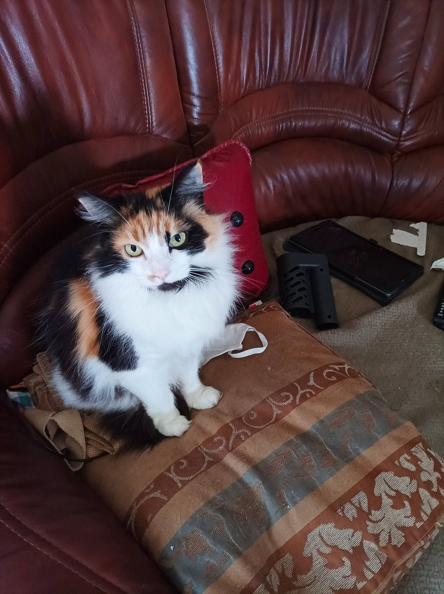 Choupette a rejoint le concours — aidez-le/la à gagner de superbes lots ! blue, brown, carnivore, cat, comfort, couch, domestic_short_haired_cat, felidae, floor, flooring, fur, furniture, hardwood, living_room, small_to_medium_sized_cats, studio_couch, tail, textile, whiskers, wood