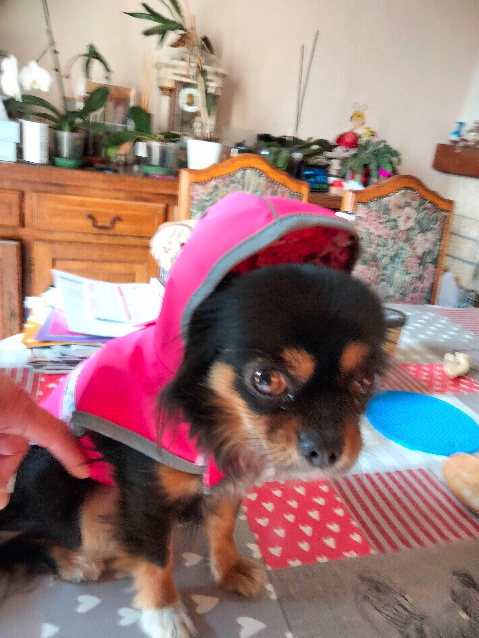 Iona participe au concours pour gagner de l'argent avec cette photo : canidae, carnivore, chair, companion_dog, dog, dog_breed, fawn, flooring, flowerpot, fur, furniture, houseplant, lamp, living_room, picture_frame, plant, room, sporting_group, sunglasses, toy_dog