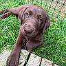 puppy, dog, chocolate_lab, brown_fur, grass, outdoors, garden, fence, portrait, close_up, lying_down, paw, floppy_ears, blue_eyes, pet, cute, adorable, animal, nature, photography