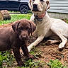 Lennox is registered to the contest to win money with this photo: dogs, puppy, labrador, chocolate_labrador, yellow_labrador, canine, outdoor, backyard, grass, dirt, weeds, house, suv, automobile, collar, sitting, standing, lying_down, animal_portrait, companionship
