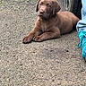 Lennox is registered to the contest to win money with this photo: puppy, dog, chocolate_lab, brown_fur, floppy_ears, animal, pet, lying_down, front_paws, looking_at_camera, outdoor, gravel, car, vehicle, tire, parking_area, grass, portrait, cute, smartphone_screenshot