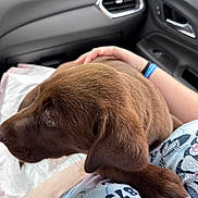Lennox joined the competition — help win amazing prizes! puppy, dog, chocolate_brown, floppy_ears, paw, fur, pet, lap, car, vehicle_interior, passenger_seat, dashboard, air_vent, door, person, blue_clothing, portrait, close_up, cute, indoors