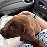 puppy, dog, chocolate_brown, floppy_ears, paw, fur, pet, lap, car, vehicle_interior, passenger_seat, dashboard, air_vent, door, person, blue_clothing, portrait, close_up, cute, indoors