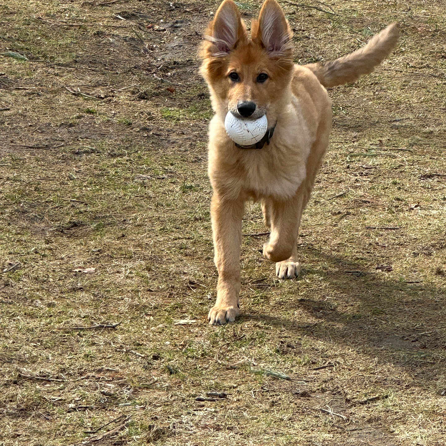 Jules joined the competition — help win amazing prizes! accessories, animal, ball, canine, cockerspaniel, dog, goldenretriever, grass, leash, nature, outdoors, papillon, pet, plant, puppy, soil, sport, strap, tennis, tennisball