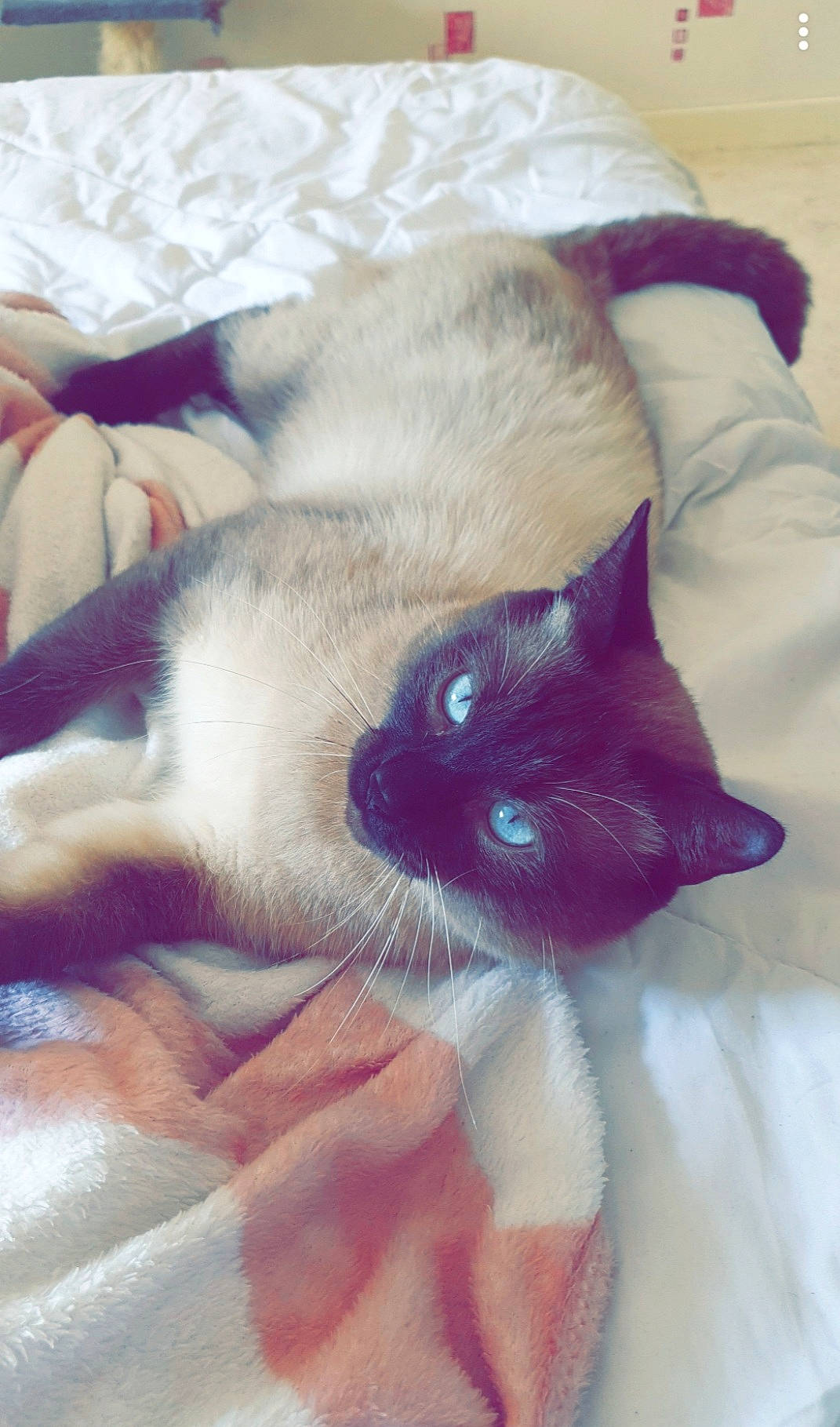 Olaf participe au concours pour gagner de l'argent avec cette photo : carnivore, cat, comfort, domestic_short_haired_cat, ear, eye, fawn, felidae, foot, fur, mammal, paw, siamese, small_to_medium_sized_cats, snout, tail, textile, thai, vertebrate, whiskers